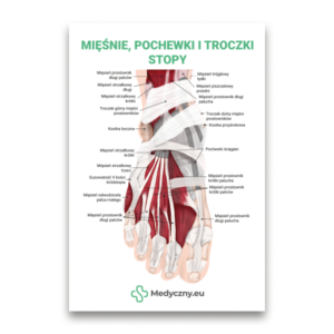 Anatomiczny plakat stopy z zaznaczonymi mięśniami, ścięgnami i więzadłami, z podpisami po polsku i logiem Medyczny.eu.