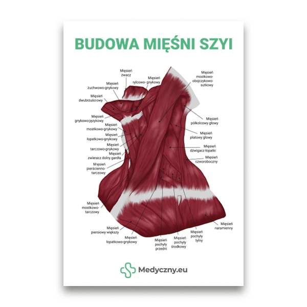 Poster illustrating the anatomy of neck muscles with labeled muscles and the title 'Budowa mięśni szyi' at the top, plus a Medyczny.eu logo at the bottom.