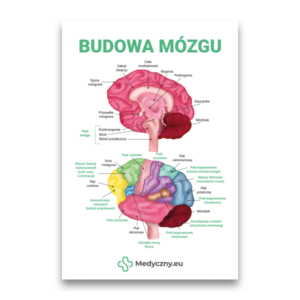 Affiche éducative montrant un schéma coloré et étiqueté du cerveau avec des étiquettes en polonais et le titre ' Budowa mózgu '.