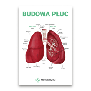 Un schéma anatomique des poumons humains avec des légendes en polonais et le titre 'BUDOWA PŁUC' en haut.