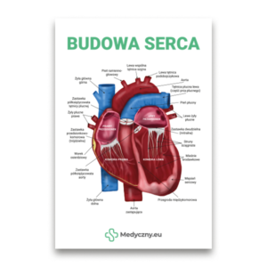 Diagramme détaillé et étiqueté du cœur humain avec étiquettes en polonais, montrant les cavités, les vaisseaux et l'anatomie (titre : Budowa Serca).