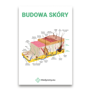 Diagramme en coupe transversale éducatif de la peau humaine avec des couches et des structures étiquetées (en polonais) intitulé 'Budowa skóry'