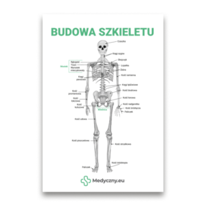 Educational diagram of the human skeleton with Polish labels, showing skull, spine, rib cage, pelvis, and limbs.