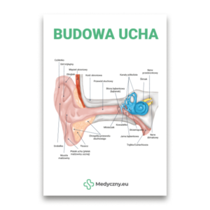Schéma en coupe de l'oreille humaine avec les parties de l'oreille externe, moyenne et interne étiquetées ; titre polonais 'Budowa ucha' en haut.
