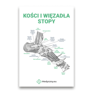Infografika kości i więzadła stopy z podpisami, na białym tle, źródło Medyczny.eu.