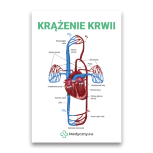 Plakat edukacyjny przedstawiający krążenie krwi z sercem w centrum, czerwone tętnice i niebieskie żyły, podpisy po polsku i logo Medyczzny.eu na dole.