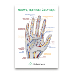 Labeled diagram of a human hand showing nerves (yellow), arteries (red), and veins (blue) with Polish labels and Medycyny.eu branding.