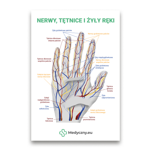 Labeled diagram of a human hand showing nerves (yellow), arteries (red), and veins (blue) with Polish labels and Medycyny.eu branding.