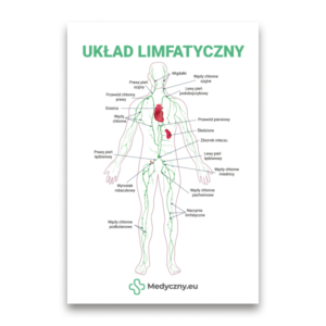 Labelled diagram of the human lymphatic system with vessels and nodes, Polish title UKŁAD LIMFATYCZNY.