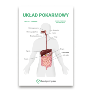 Ilustracja układu pokarmowego z oznaczeniami: jama ustna, przełyk, żołądek, wątroba, trzustka, jelito cienkie i jelito grube.